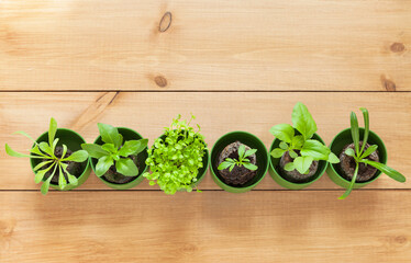 Top view of green sprouts of different seedlings of garden popular flowers on wooden background: marigold, gazania, aster, osteospermum, lobelia. Gardening as a hobby. Flat lay, close-up, copy space