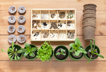 Top view of green sprouts of different seedlings of garden flowers in peat tablets, set of various seeds in wooden box and peat cups on wood background. Gardening as a hobby. Flat lay, close-up