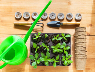 Green sprouts of young seedlings of garden osteospermum or african daisy flowers in peat tablets. Tools, watering can and peat cups on wooden background. Flat lay, close-up, top view