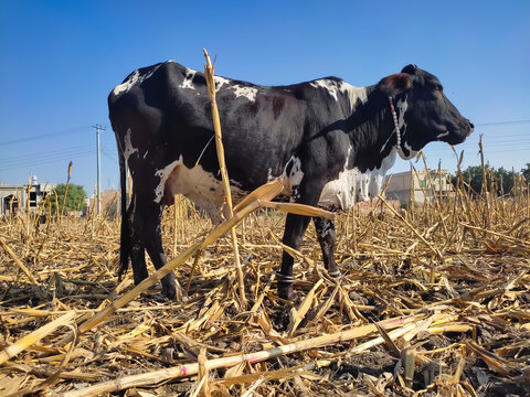 Black cow animal standing in the sun in a winter days in a pasture land. Cow standing in dry corn field after harvesting of corn. Dairy animal. Milk giving animal. Close-up photo