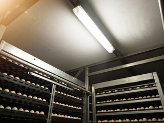 In an egg incubation machine with lamp lighting. Hatching Eggs in the trolley with lighting on roof top.