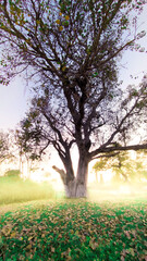 large old tree in the park with haze background