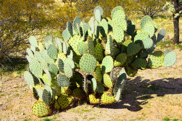 Prickly Pear Cactus Sonora Desert Arizona - 783102414