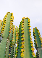 cactus in desert