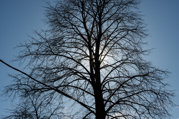 overhead wire and bare tree with sun and blue sky
