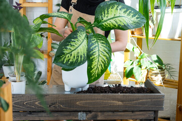 Repotting and caring home plant dieffenbachia seguine Tropic Snow into new pot  home interior....