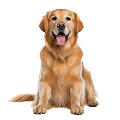 Golden retriever sitting on isolated on transparent background