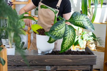 Repotting and caring home plant dieffenbachia seguine Tropic Snow into new pot  home interior....