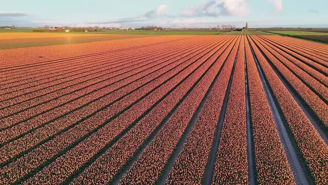 orange tulip fields in spring in the netherlands dronehoto top view
