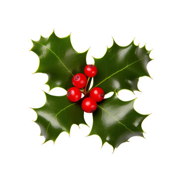 Holly cutout isolated on transparent background