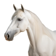 White arabian horse cutout isolated on transparent background