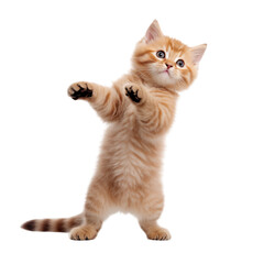 Obraz premium Funny kitten cat isolated on transparent background