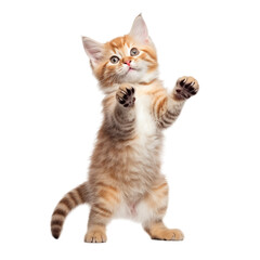 Funny kitten cat isolated on transparent background
