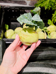Kohlrabi cabbage in hand