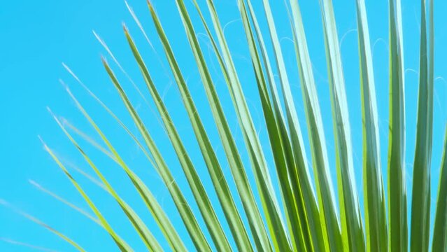 tropical leaf African Sabal fan palm gracefully sways in wind close-up, natural beauty tropics, tropical atmosphere in advertising travel agencies, hotels, airlines, food and beverages, surf season