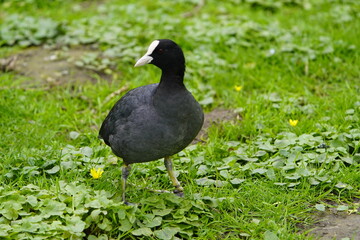 The coot (Fulica atra), also known as the common coot, or Australian coot, is a member of the rail...