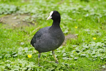 The coot (Fulica atra), also known as the common coot, or Australian coot, is a member of the rail...