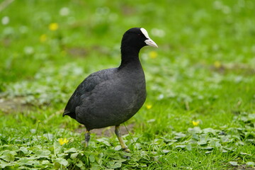 The coot (Fulica atra), also known as the common coot, or Australian coot, is a member of the rail...