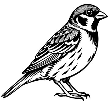 recommend clip art: sparrow silhouette vector art illustration
                    