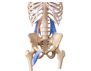 Hip and lower back of the deep front line - psoas minor, pectineus, quadratus lumborum 