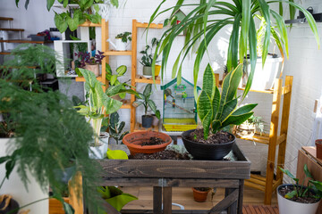 Sansevieria trifasciata on the florists table for transplanting and caring for domestic plants in the interior of a green house with potted plants