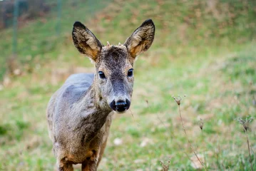 Raamstickers Young roe deer in the forest. Wild animals in nature. © Ajdin Kamber
