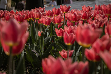 Kyiv, Ukraine. April 11, 2024. April this year is very hot, and colorful tulips bloomed in the city...