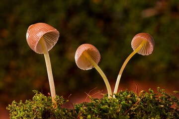 Mushrooms: diverse fungi flourishing in various habitats, ranging from vibrant forests to hidden...