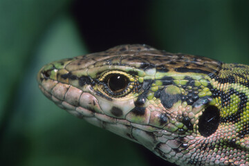 Lizard, Podarcis sicula, close-up of head. Sardinia, Italy..Lizard, Podarcis sicula, Alghero....
