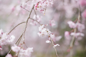 アップで撮影した春の満開の桜の花の風景