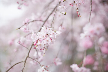 アップで撮影した春の満開の桜の花の風景