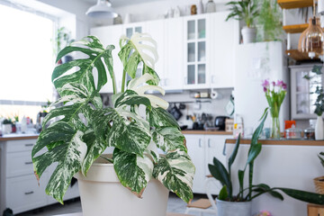 Monstera Alba is a rare variegate close-up in the interior on the stand. Houseplant Growing and...