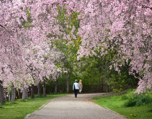 春の公園で満開の桜の花を花見する人々の姿
