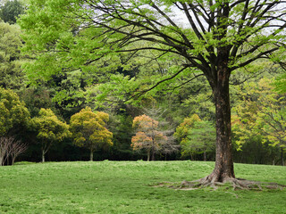 春の公園の新緑の森の風景