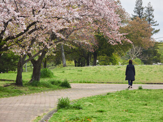 春の公園で満開の桜の花を花見する人々の姿