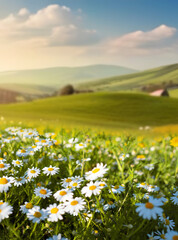 Beautiful spring and summer natural landscape with blooming field of daisies in grass in the hilly...