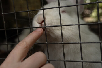 Obraz premium rabbits in a cage on a farm in a village
