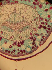 photo of section of plant tissue under the microscope
