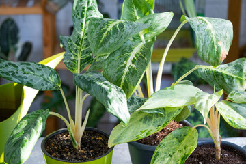 Aglaonema on the table for transplanting and caring for domestic plants in the interior of a green...