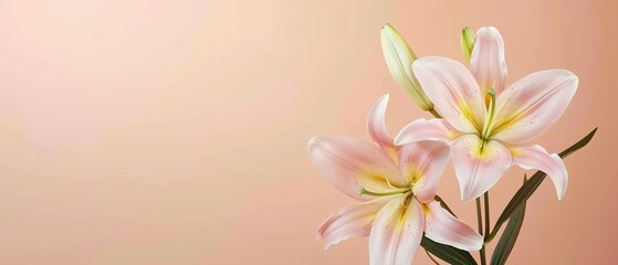 Fototapeta premium Beautiful blooming lily flower minimalist fantasy background, A bouquet of lilies in a vase in daylight, fresh light pink yellow white color lily flower poster nature background,