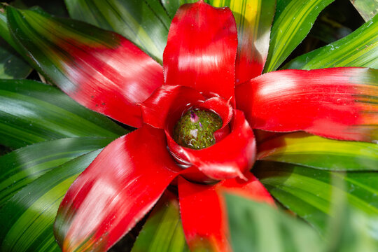 red Bromeliad plant