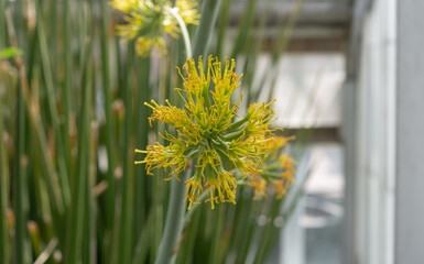 agave flower close-up on a defocused background