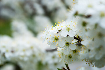 Spring blooming buds of apple tree