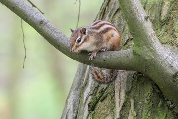 Closeup of a squirrel perched on a branch