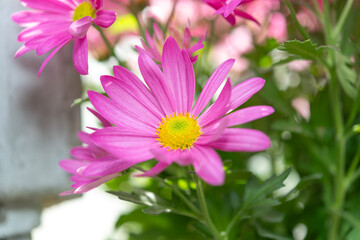 Obraz premium isolated pink flower on a defocused background