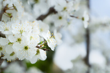 Spring blooming buds of apple tree