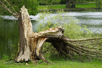 Old Willows broken off by strong storms, also called sallows and osiers, of the genus Salix....