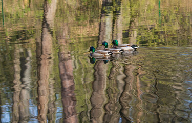 Ducks on a pond with a beautiful reflection of the trees in the water.