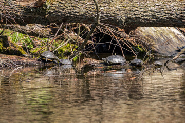 On a sunny day in a forest pond, turtles bask on a log.