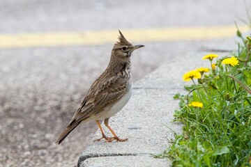 The crested lark (Galerida cristata) on a concrete curb with flowering dandelion.